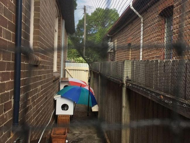 Narrow cat alley enclosure beside a Sydney home