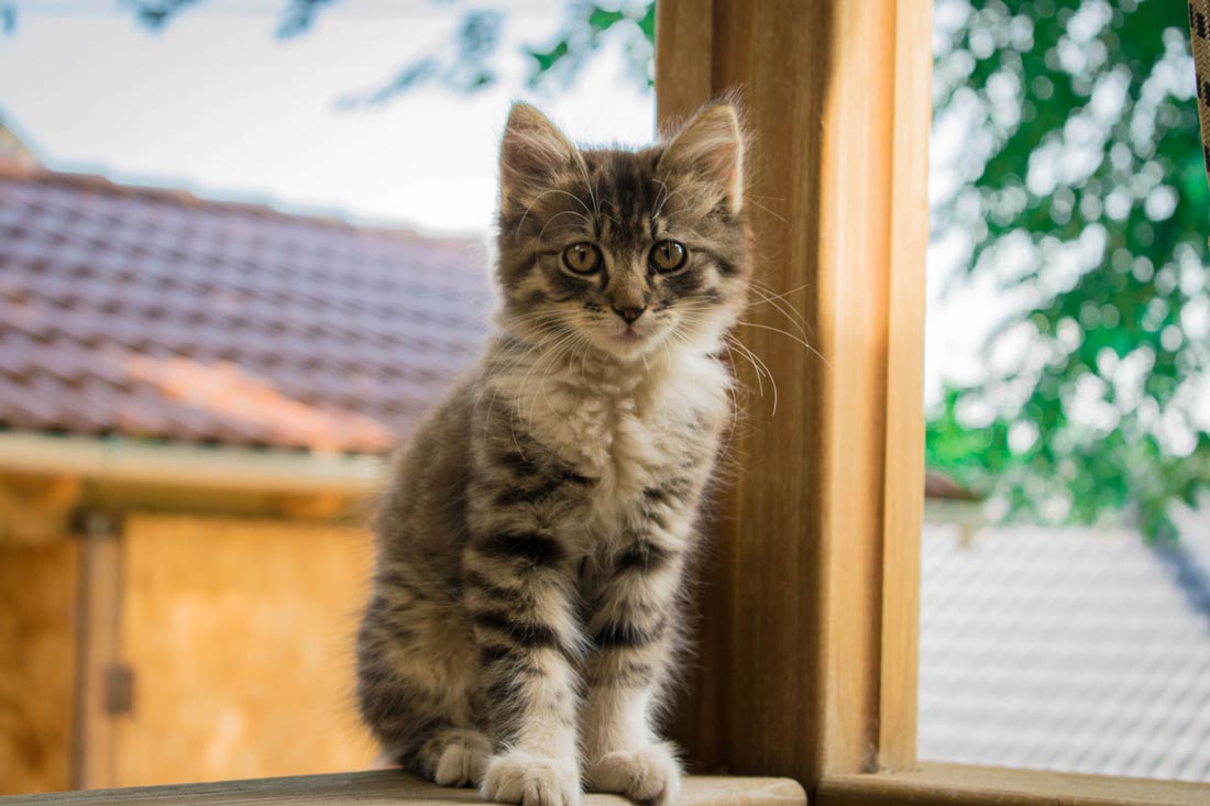 Cat enjoying a safe outdoor enclosure space