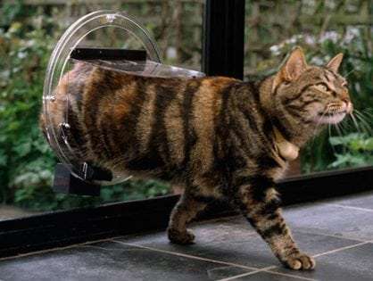 Cat flap installation example