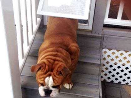 Dog door installation example