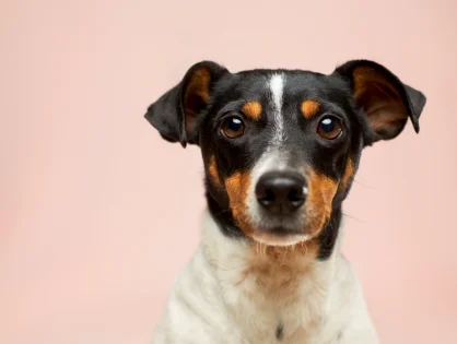 Measure dog for doggy door article