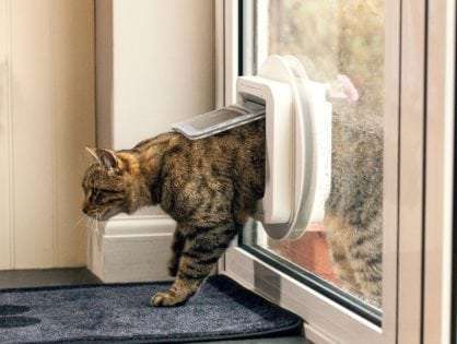 Cat door article