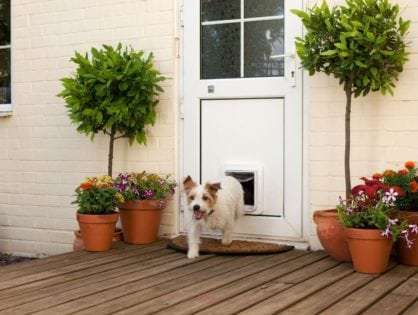 Buying a dog door article