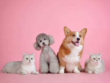 Pet door manufacturers article