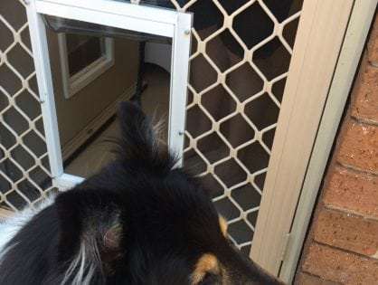 Screen door dog door article