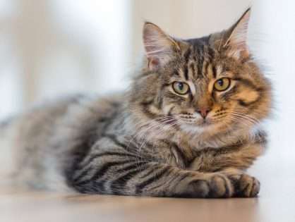 Where to install a cat door article