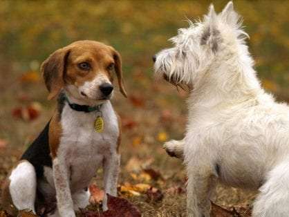 French door dog door article